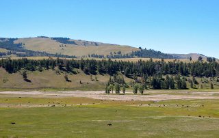 Herd of Bison in Yellowstone National Park