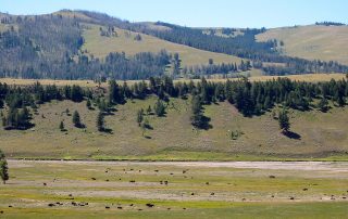 Bison in Lamar Valley