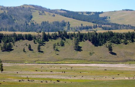 Bison in Lamar Valley