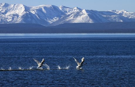 Birds Take Flight on Yellowstone Lake