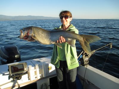 Lake Trout pulled from Flathead Lake